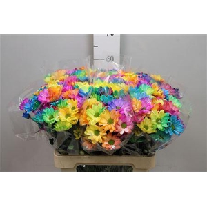 Chr T Chic Rainbow