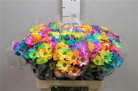 <h4>Chr T Chic Rainbow</h4>