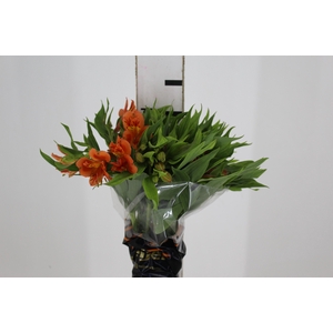 ALST. ORANGE QUEEN 070 CM