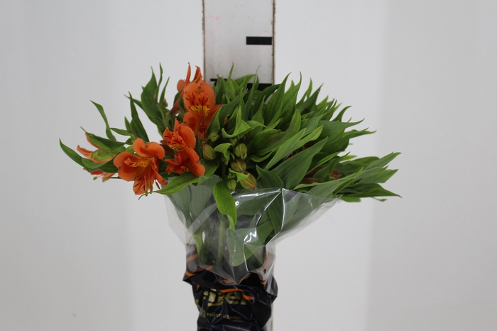 <h4>ALST. ORANGE QUEEN 070 CM</h4>