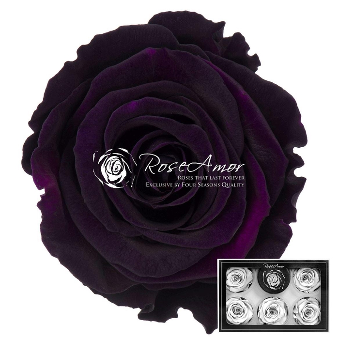 <h4>Pr 1 Pur01 Xl</h4>