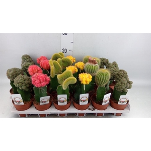 Gymnocalycium mihanov.   ...