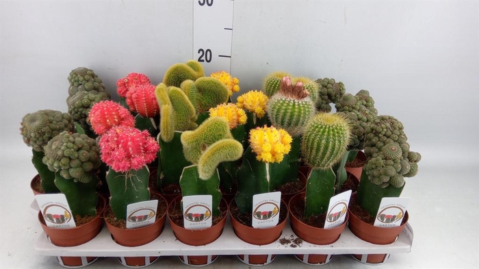 <h4>Gymnocalycium mihanov.   ...</h4>
