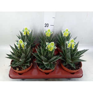 Aloe aristata 'Tiki Tahi'