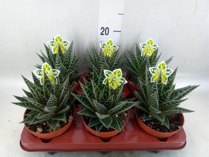 <h4>Aloe aristata 'Tiki Tahi'</h4>