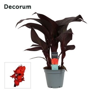 Canna Red Velvet (Decorum)