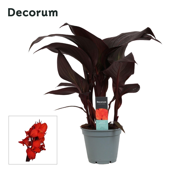 <h4>Canna Red Velvet (Decorum)</h4>