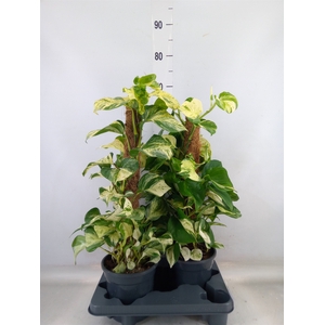 Epipremnum pinn. 'Manjula'