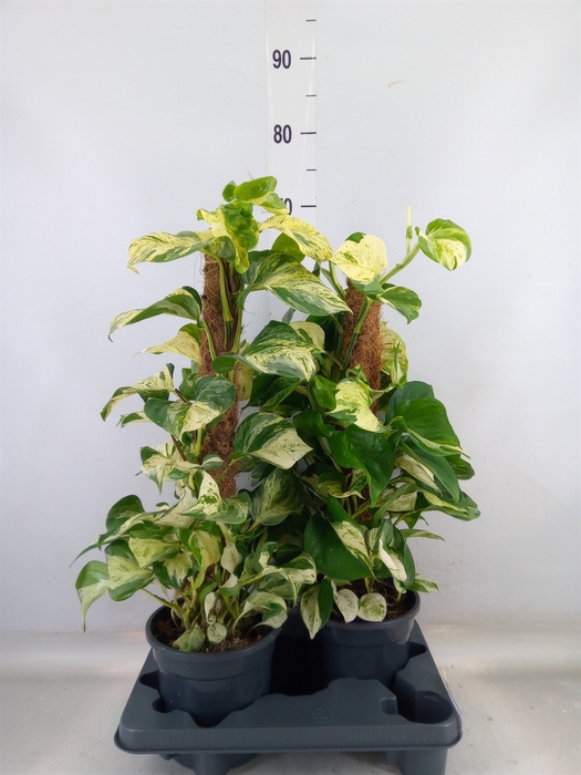 <h4>Epipremnum pinn. 'Manjula'</h4>