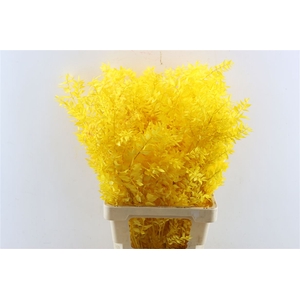 Pres Ruscus Yellow P Stem