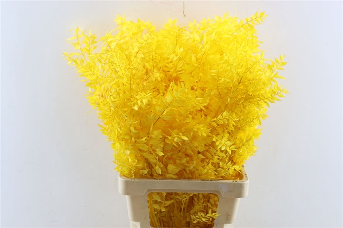 Pres Ruscus Yellow P Stem