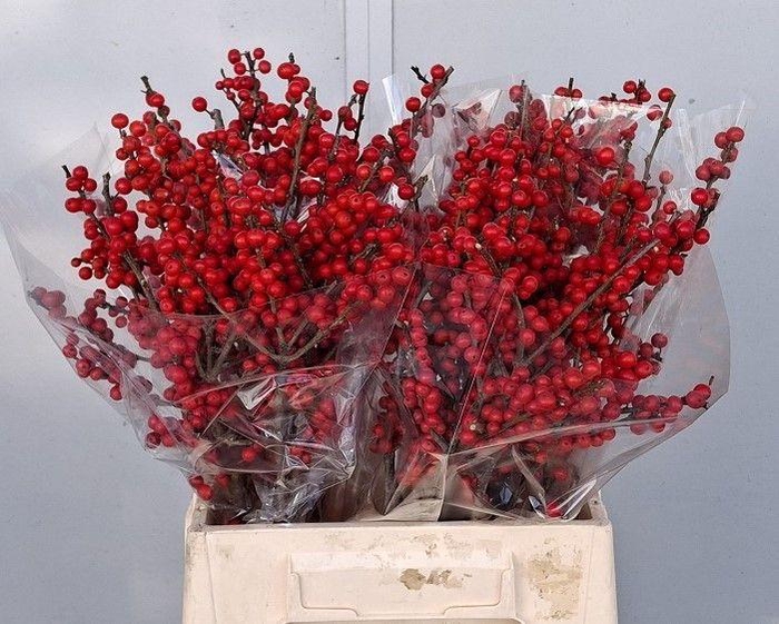 <h4>ILEX VE RODE BES</h4>