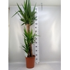 Yucca   ...