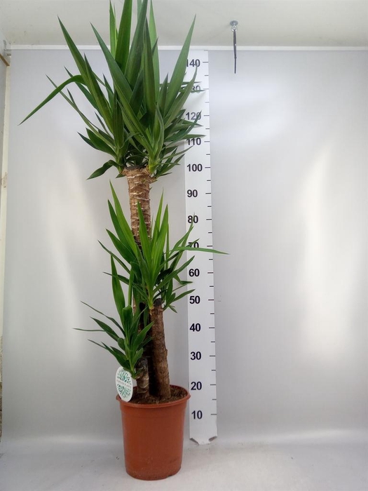 Yucca   ...
