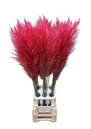 <h4>SNIJBLOEMEN KLB H%</h4>