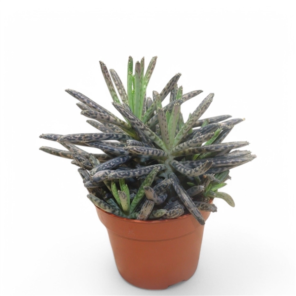 <h4>Kalanchoe Tubiflora</h4>