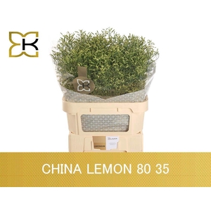 LIM SIN CHINA LEMON