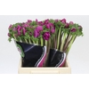 Anemone Mistral Plus Cerise