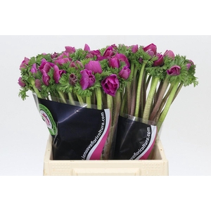 Anemone Mistral Plus Cerise