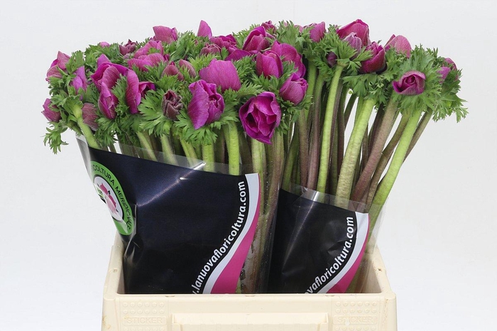 <h4>Anemone Mistral Plus Cerise</h4>