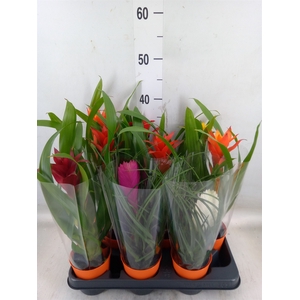 Bromelia   ...mix
