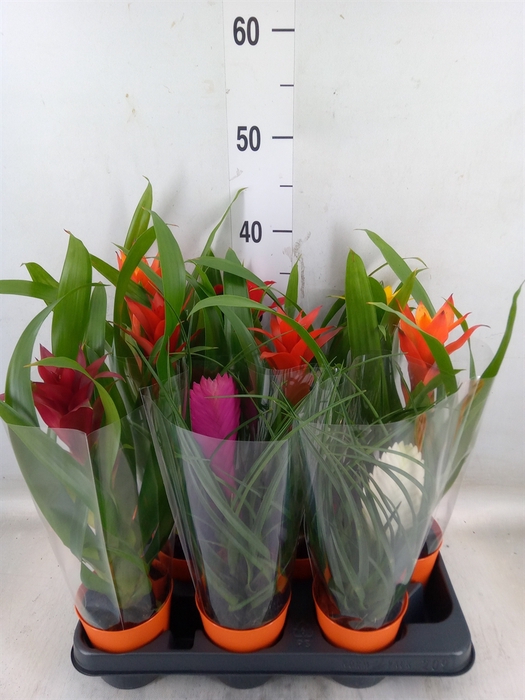 <h4>Bromelia   ...mix</h4>