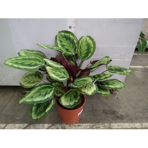 Calathea  'Medallion'