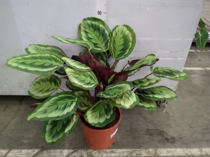 <h4>Calathea  'Medallion'</h4>