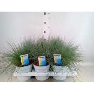 Festuca glauca 'Intens Blue'