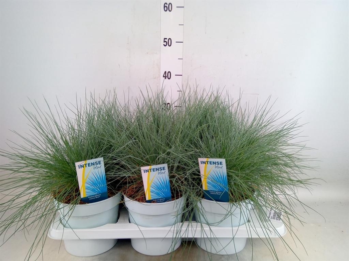 <h4>Festuca glauca 'Intens Blue'</h4>