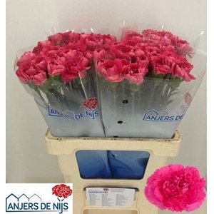 DI ST CHERRY DAMASC+