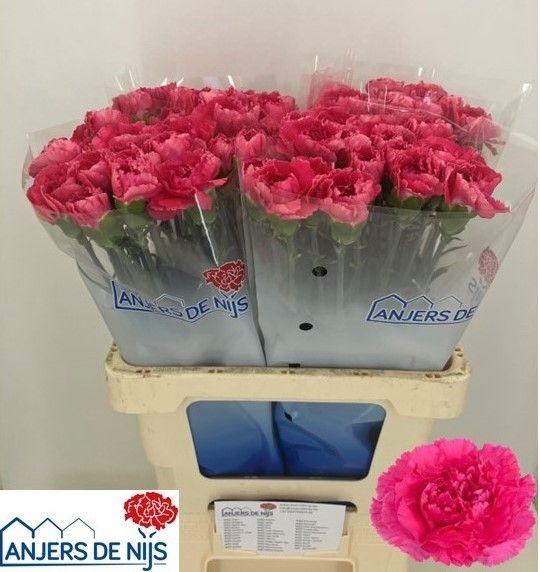 <h4>DI ST CHERRY DAMASC+</h4>