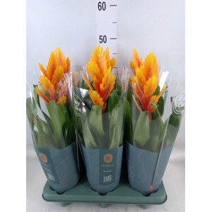 Vriesea  'Intenso Flame'