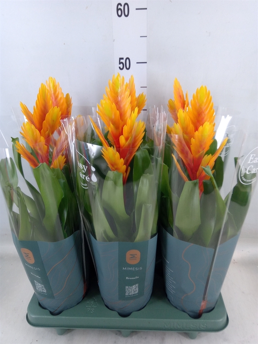 <h4>Vriesea  'Intenso Flame'</h4>