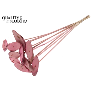 Wood oval Slice on stem Frosted Pink