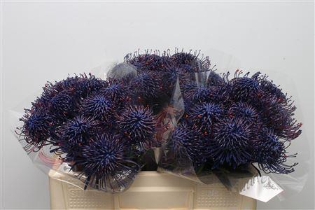 <h4>Leuco Klbh Blue</h4>