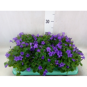 Campanula porten. 'Porto'