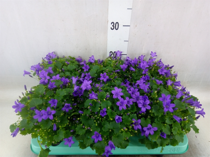 <h4>Campanula porten. 'Porto'</h4>