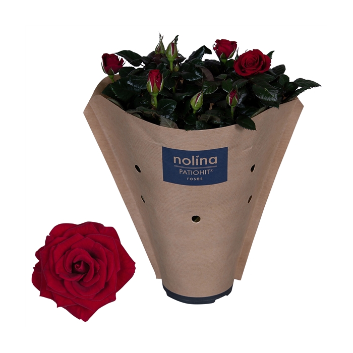 <h4>Nolina Roses Ø 13 cm Red Paper sleeve</h4>