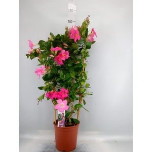 Mandevilla sand. 'Eagle Eye'