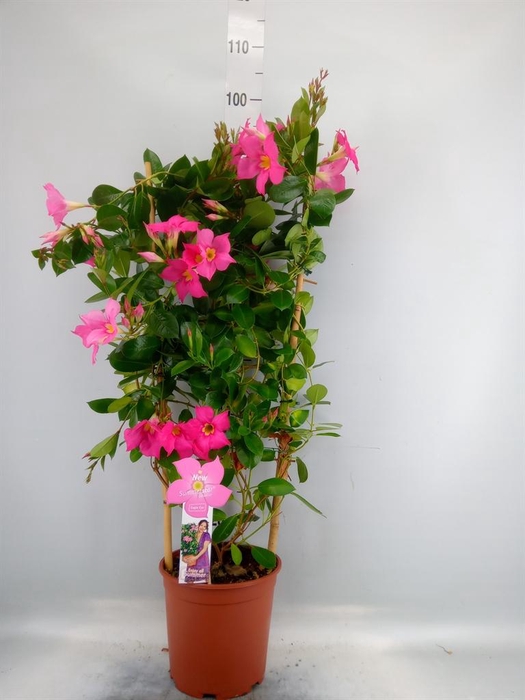 <h4>Mandevilla sand. 'Eagle Eye'</h4>