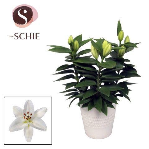 Oriental White 13cm keramiek LINO