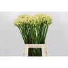 Agapanthus Gletsjer