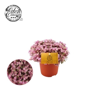 CALLISIA REP ROSATO P10.5