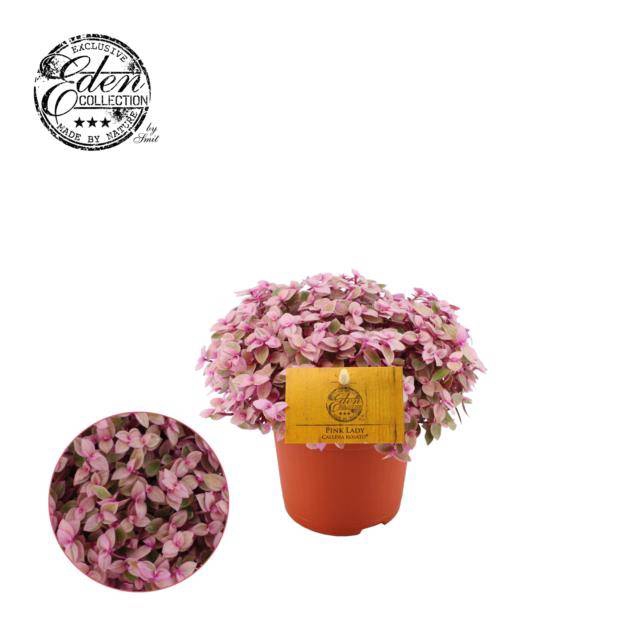 <h4>CALLISIA REP ROSATO P10.5</h4>
