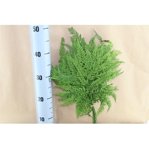 Japan Deco Mini Fern Green