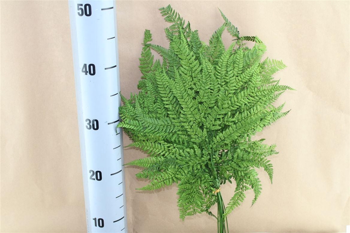 <h4>Japan Deco Mini Fern Green</h4>