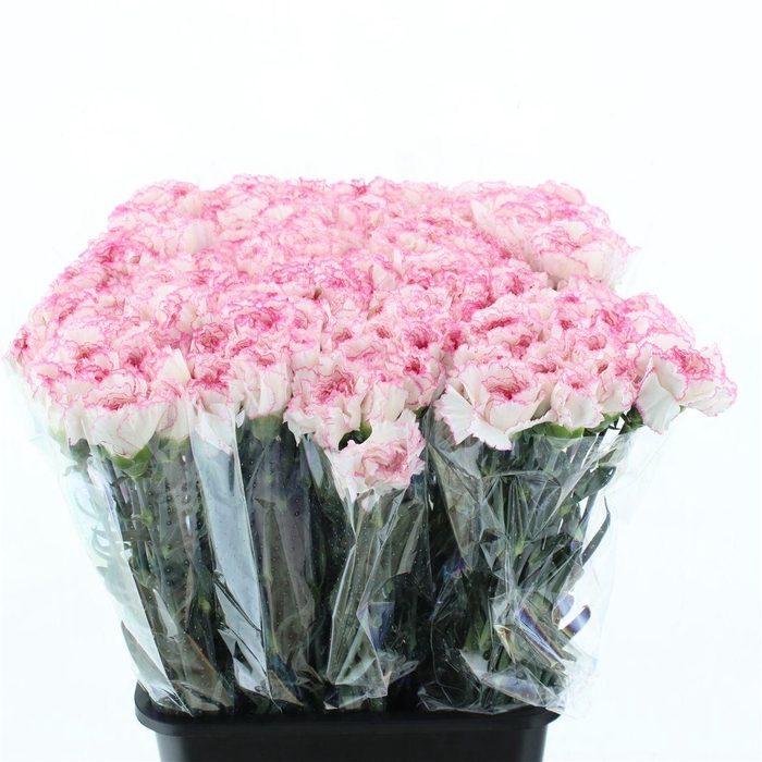 <h4>Di St Mudah Fb X 160</h4>