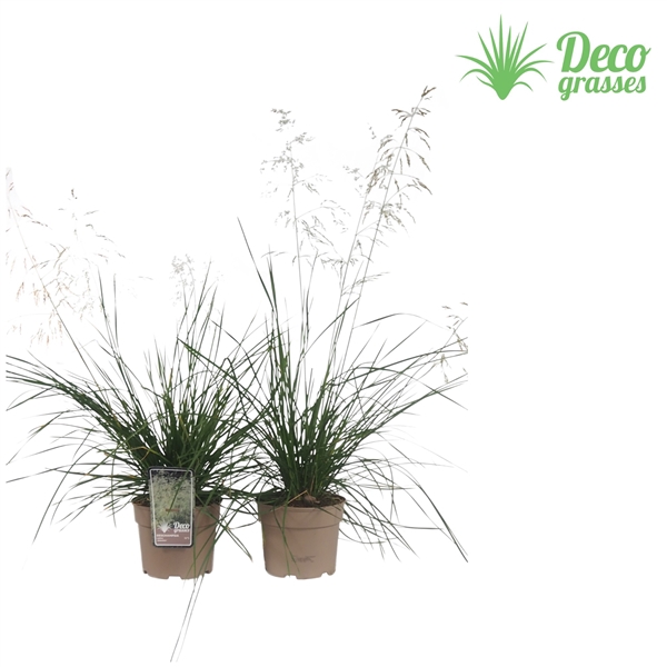 <h4>Deschampsia cespitosa 'Goldschleier'</h4>