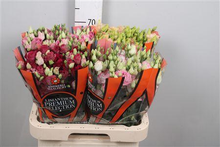 <h4>Eus G Gemengd</h4>